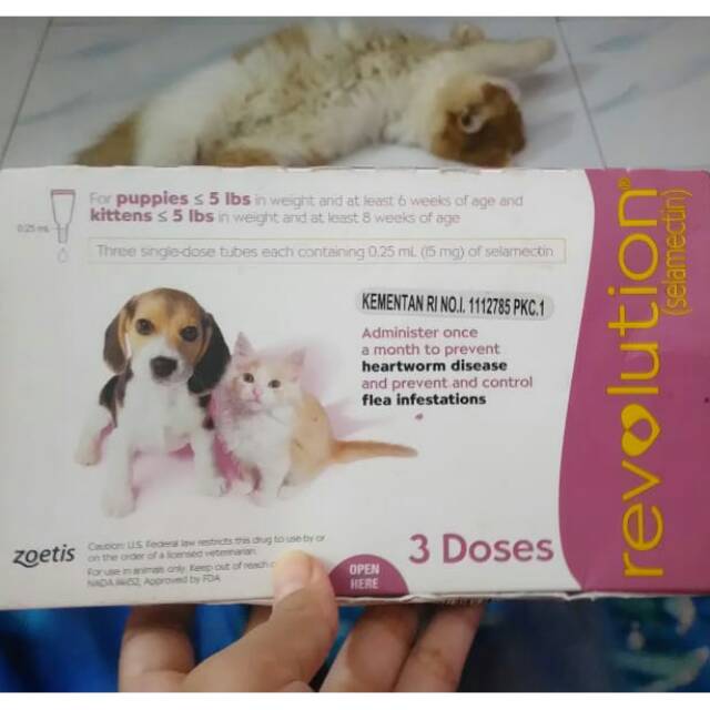 Revolution kitten cat dog puppies pink revolution obat kutu kucing