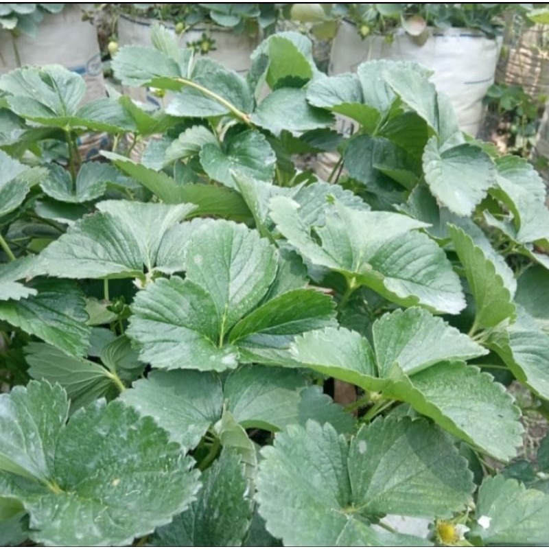 bibit buah strawberry Manora jumbo