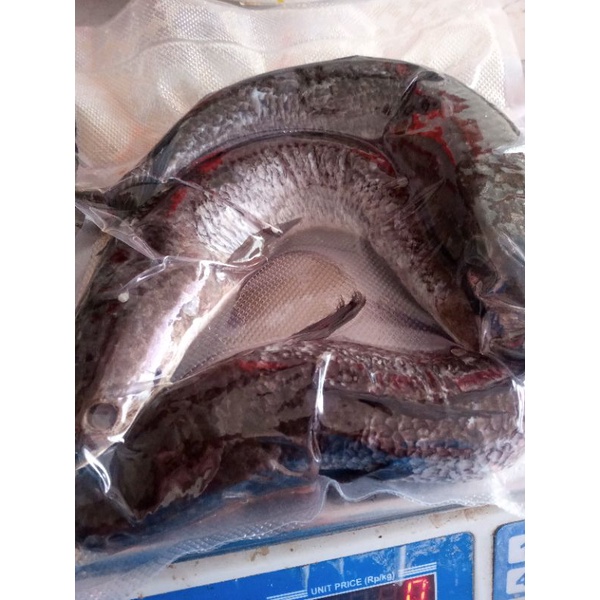 

ikan gabus bersih vacum murah