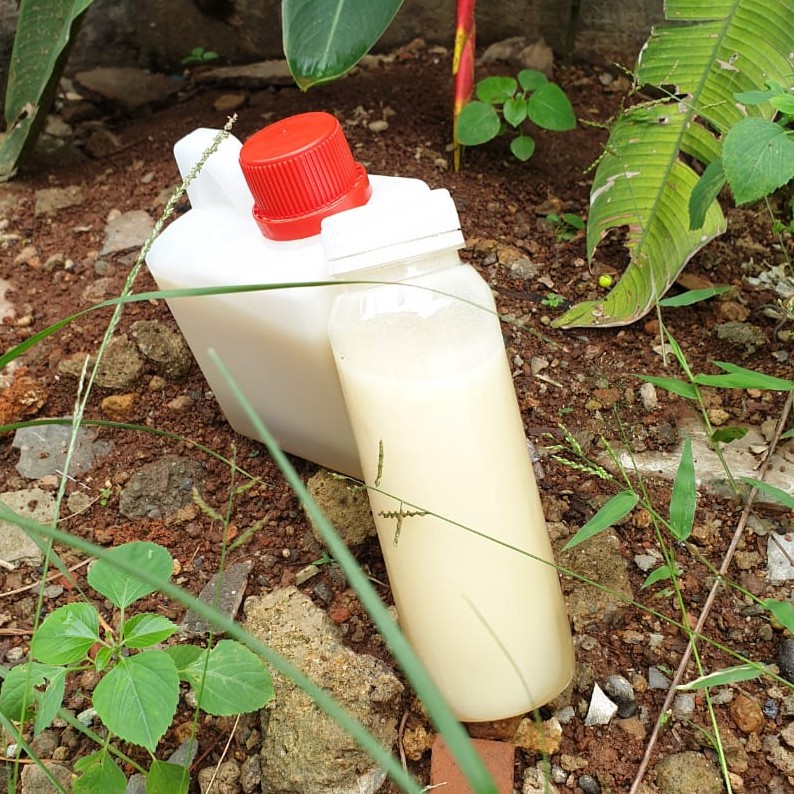

Madu Kelanceng Putih Suiper 500g