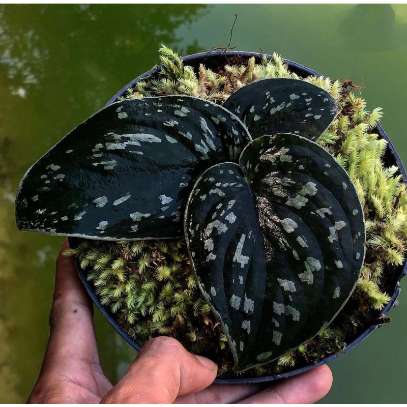 scindapsus black metalica +(bonus)