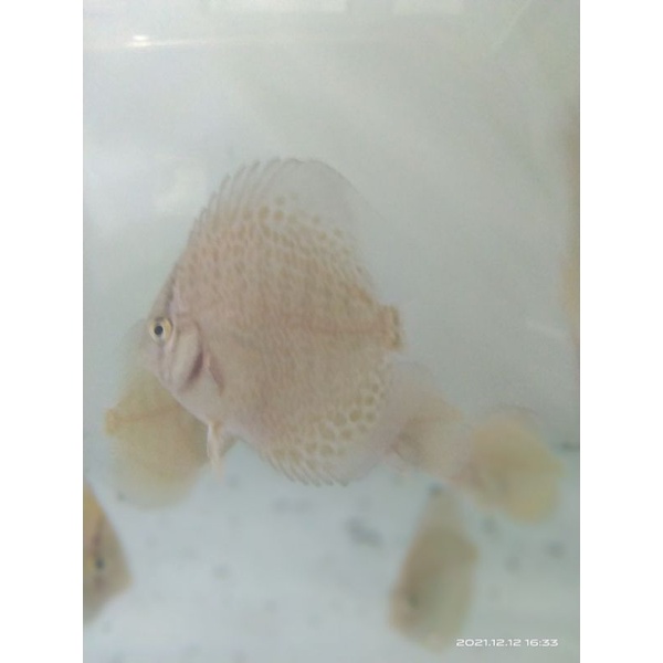 discus LSS