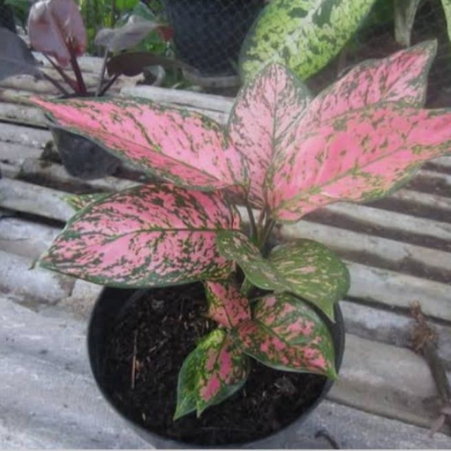 Tanaman hias aglonema lady valentine  aglonema lady valentine