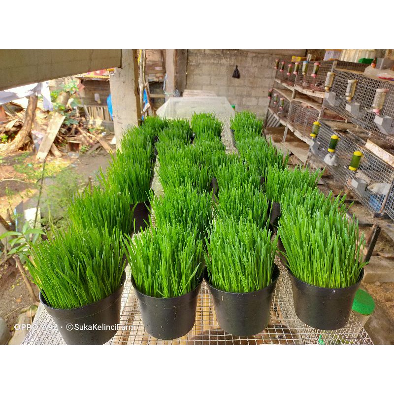 Rumput Kucing Rumput Gandum Wheatgress
