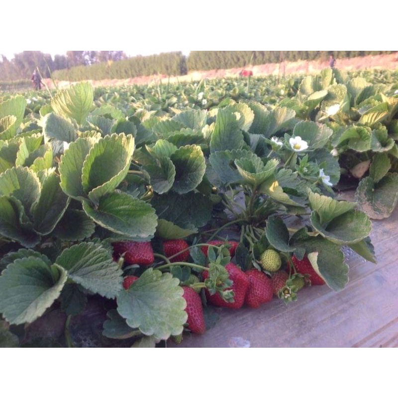 BIBIT STRAWBERRY JUMBO MANIS