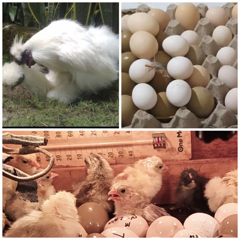 TELOR AYAM HIAS, AYAM KAPAS SILKY AYAM,HARGA/6 BUTIR, WARNA MIX BISA PUTIH, COKLAT DAN HITAM VIRAL A