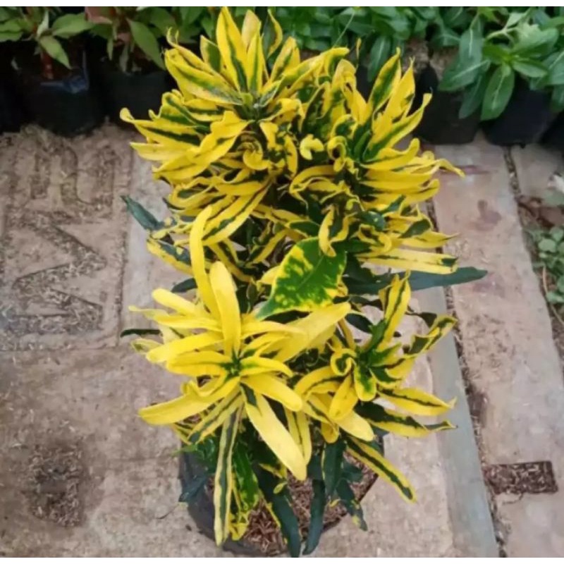 Tanaman Hias Pohon Puring Teri/ Pohon Bunga Puring teri