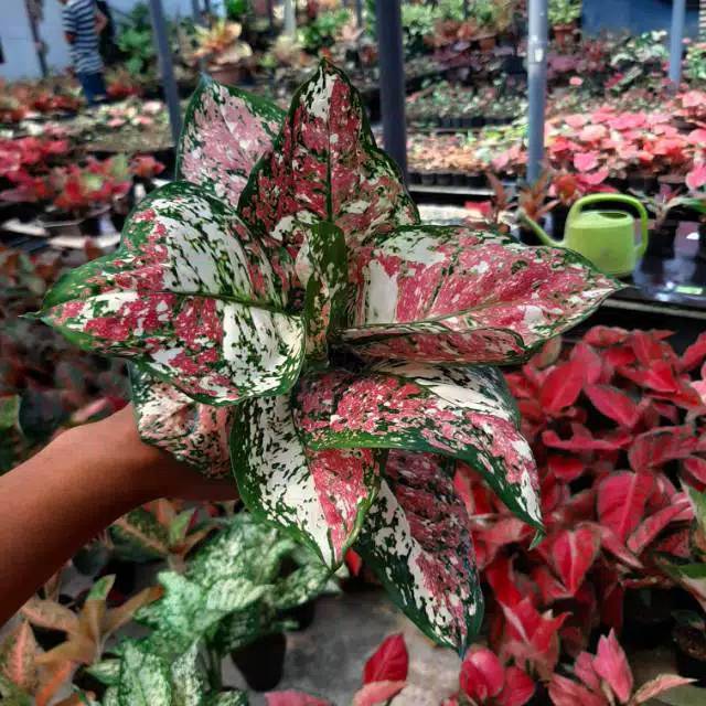  AGLONEMA  DUT UNJAMANI TRI COLOR  bibit TANAMAN HIAS 