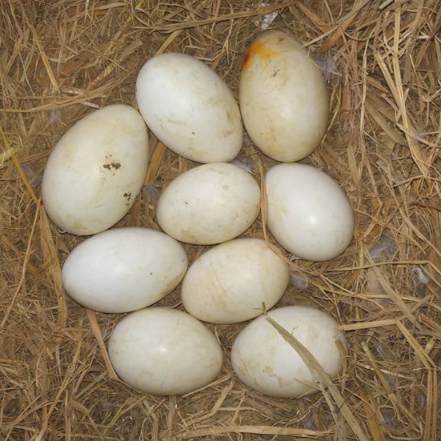 

TELUR angsa BUSUK | Calang | Tembuluk | Telur Busuk