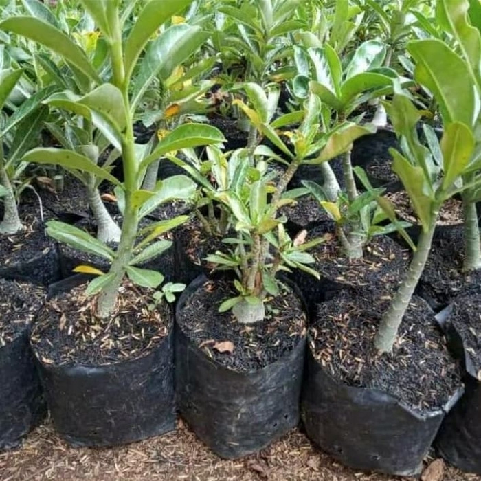 

promo Bibit bunga kamboja adenium jepang
