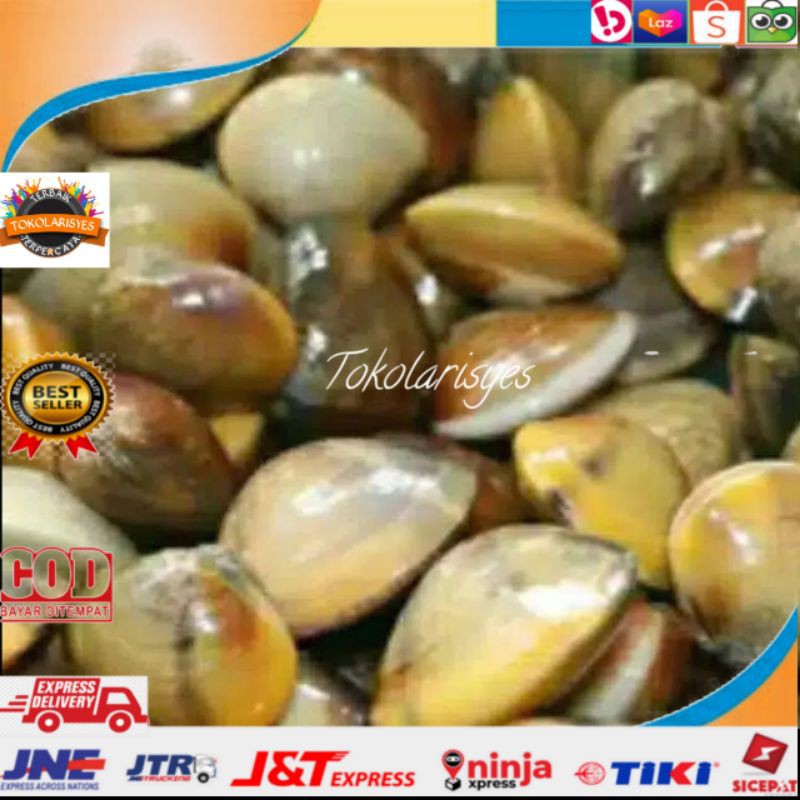 Remis sungai obat herbal liver penyakit kuning cece/haremis