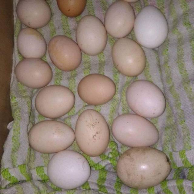 Telur Ayam Pelung Fertil Indukan Pelung Super Shopee Indonesia