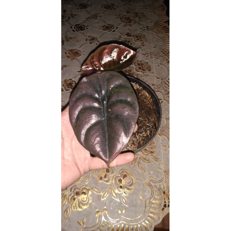 Alocasia Cuprea