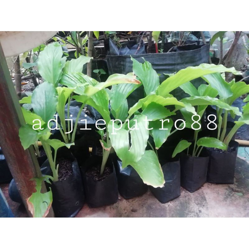 kunyit hitam asli