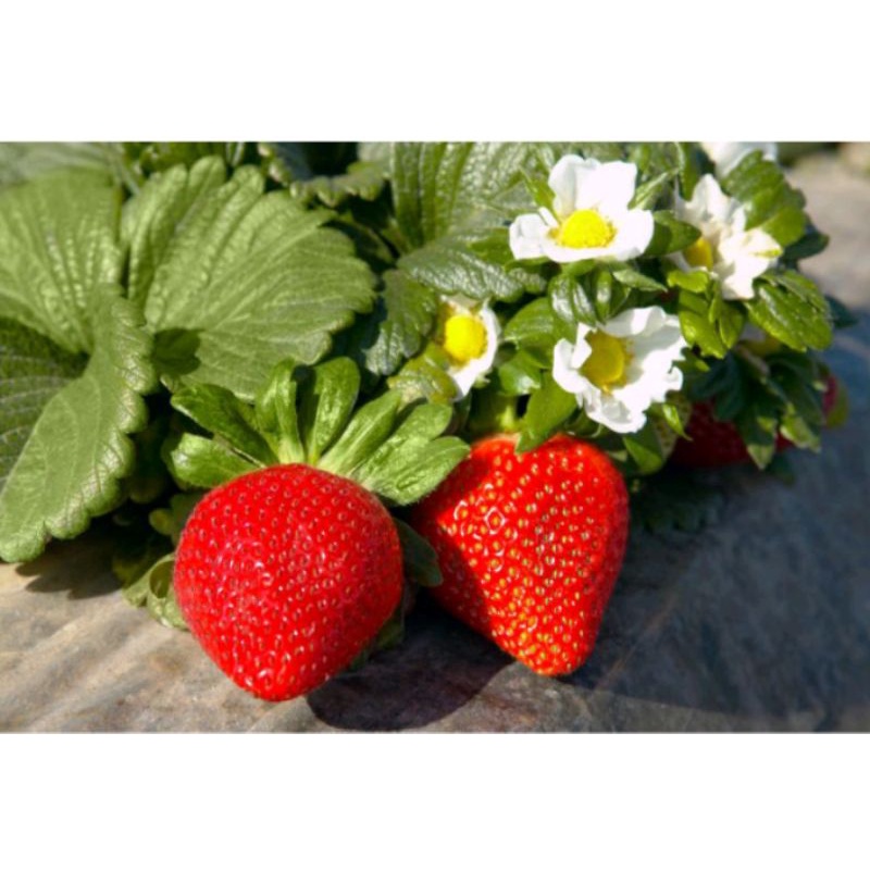 

Bibitstrawbery