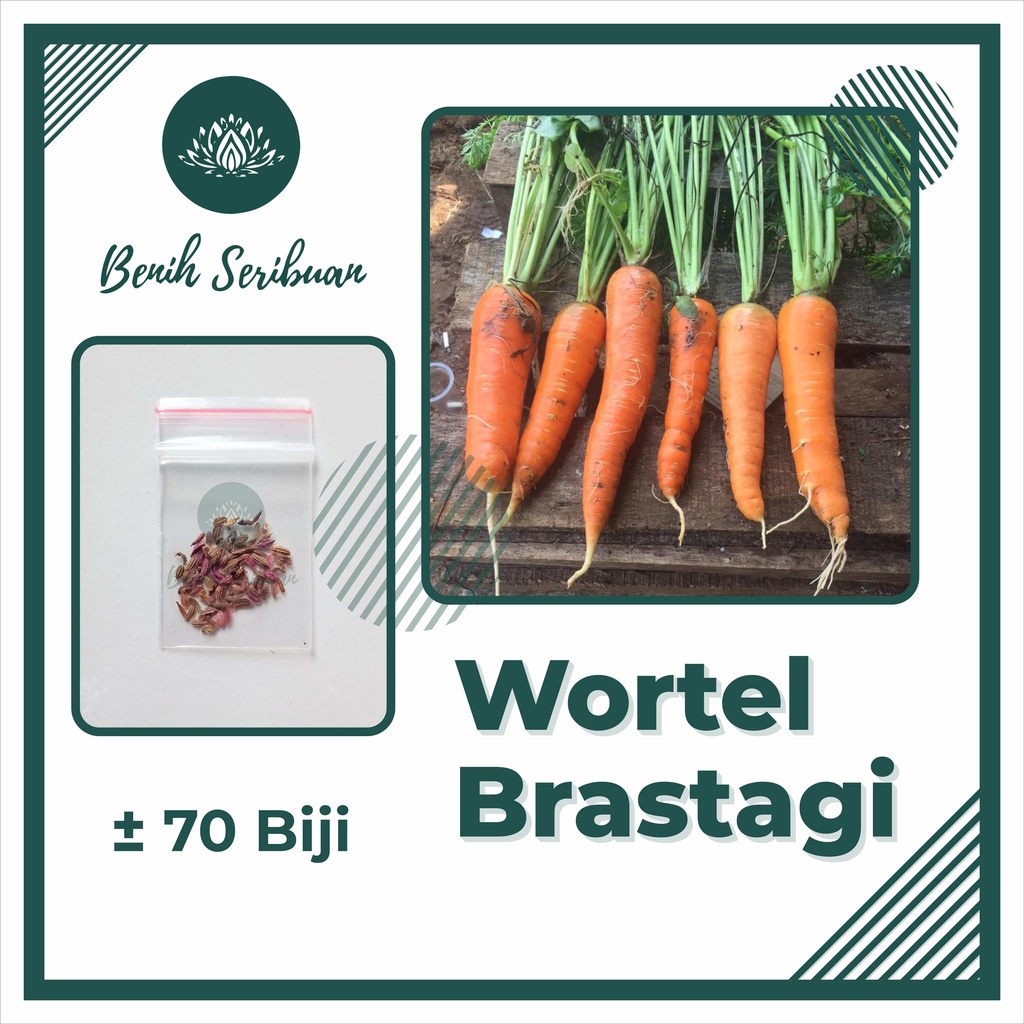 BS-BYL Bibit Sayuran Benih Sayur Buah Hibrida Unggul Buncis Cabe Rawit Bawang Jagung Kacang Lobak Pare Oyong Timun Terong Tomat Wortel dll-WORTEL BRASTAGI