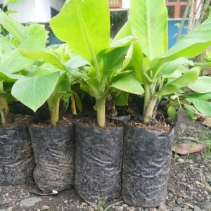 Terlaris Bibit pohon Pisang Cavendis Kultur jaringan pendek berbuah