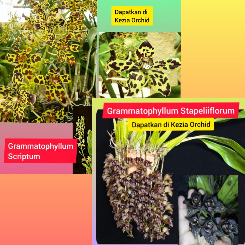 Anggrek Macan Grammatophyllum Scriptum ; Martae ; Anggrek hitam Grammatophyllum Stapeliiflorum / Ang