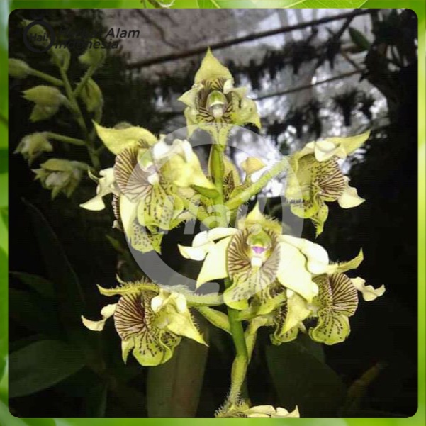 Bibit Anggrek spesies Dendrobium macrophyllum - anggrek jambrut katulistiwa asli jawa HAI STORE