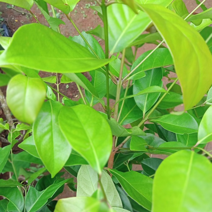 

New Daun salam fresh bahan herbal dan bumbu masakan