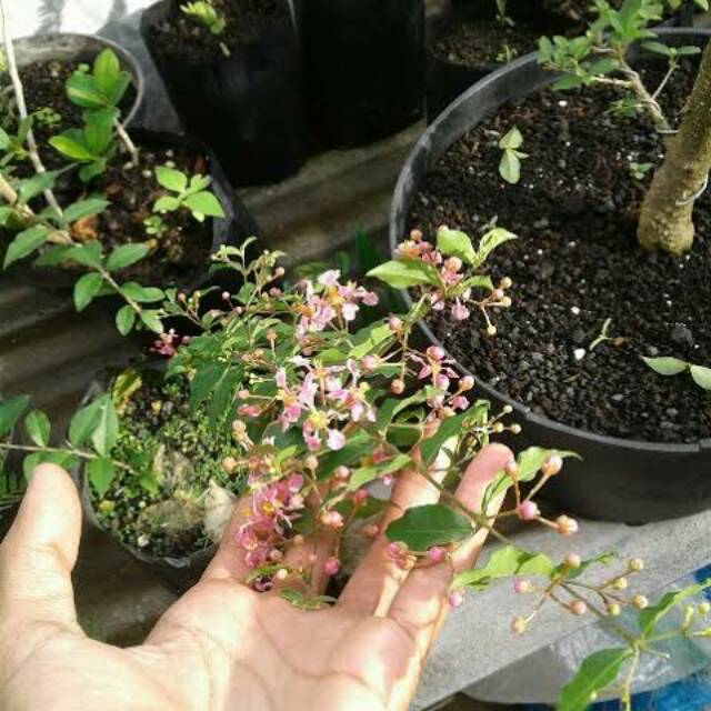 Sakura mikro