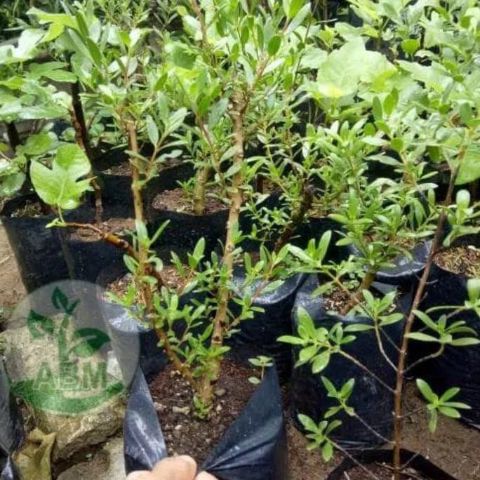 Cups Bibit Tanaman Pohon Santigi Stigi Bahan Bonsai