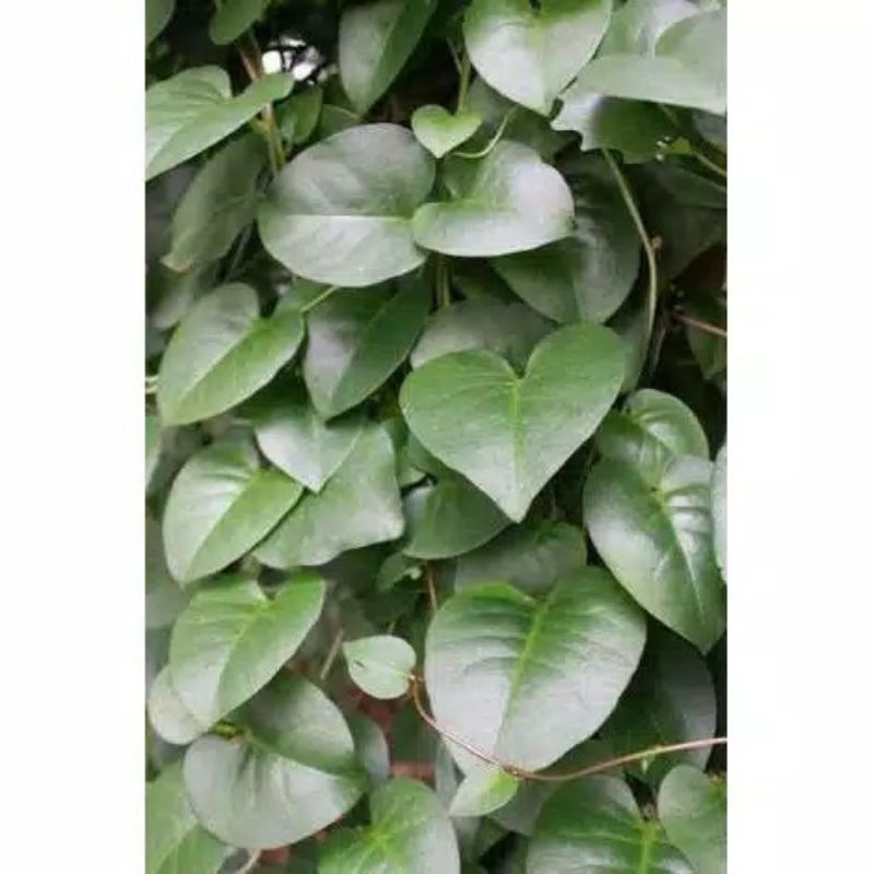 

Daun binahong 100 gram