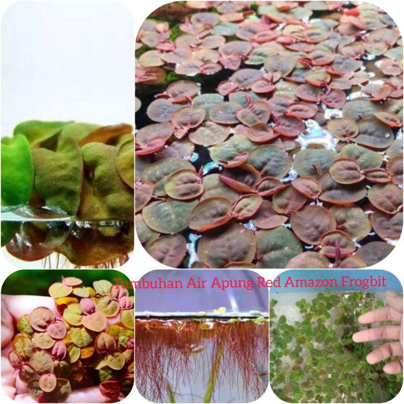 Tumbuhan Air Apung Red Amazon Frogbit Tanaman Hias Aquarium Aquascape