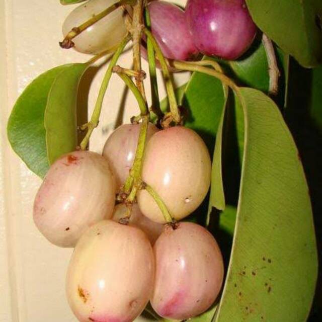 BIBIT BUAH JUWET/JAMBLANG PUTIH