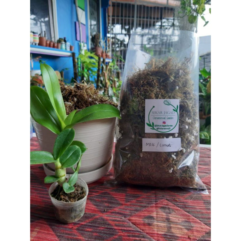 media tanam lumut/moss steril