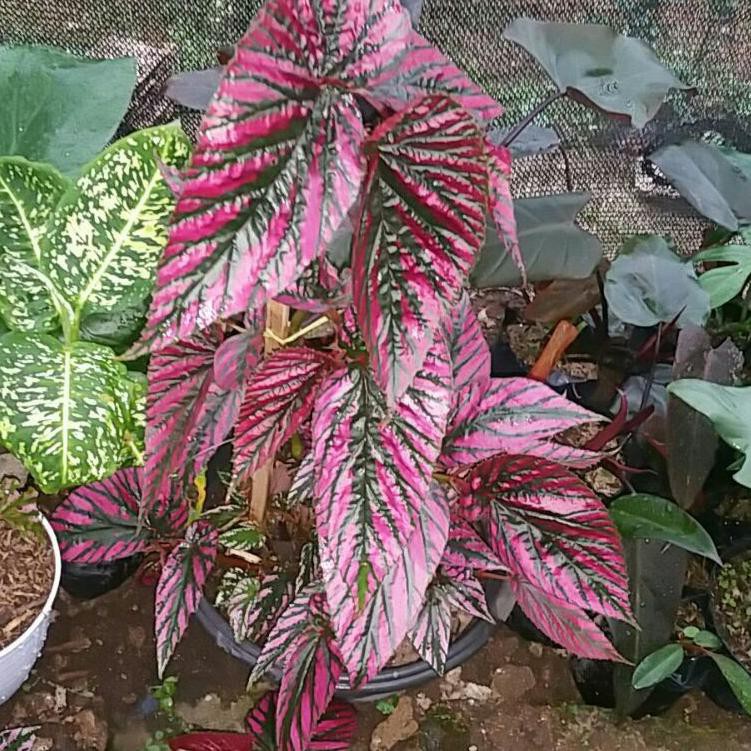 DISKON BRANDS FESTIVAL Begonia Rex Walet Brevirimosa -  Tanaman Hias