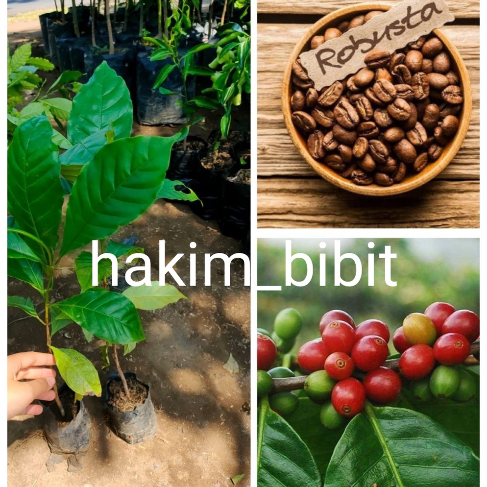 Bibit Kopi Robusta Unggul Siap Tanam Unggul