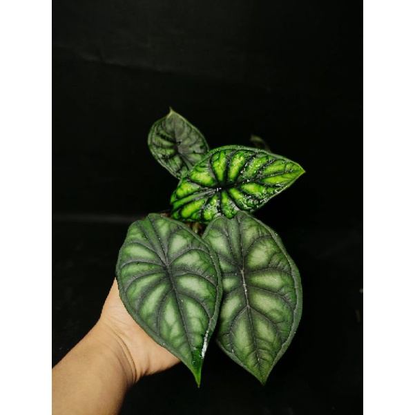 ALOCASIA DRAGON SCALE