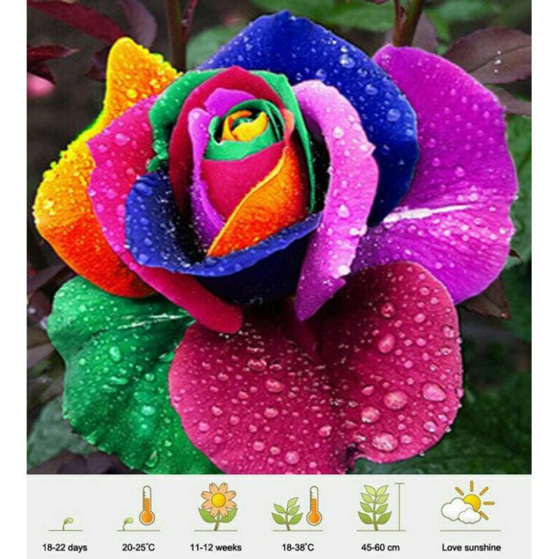 NEW!!! TANAMAN HIAS ADENIUM KAMBOJA JEPANG BUNGA TUMPUK//RAINBOW ASLI