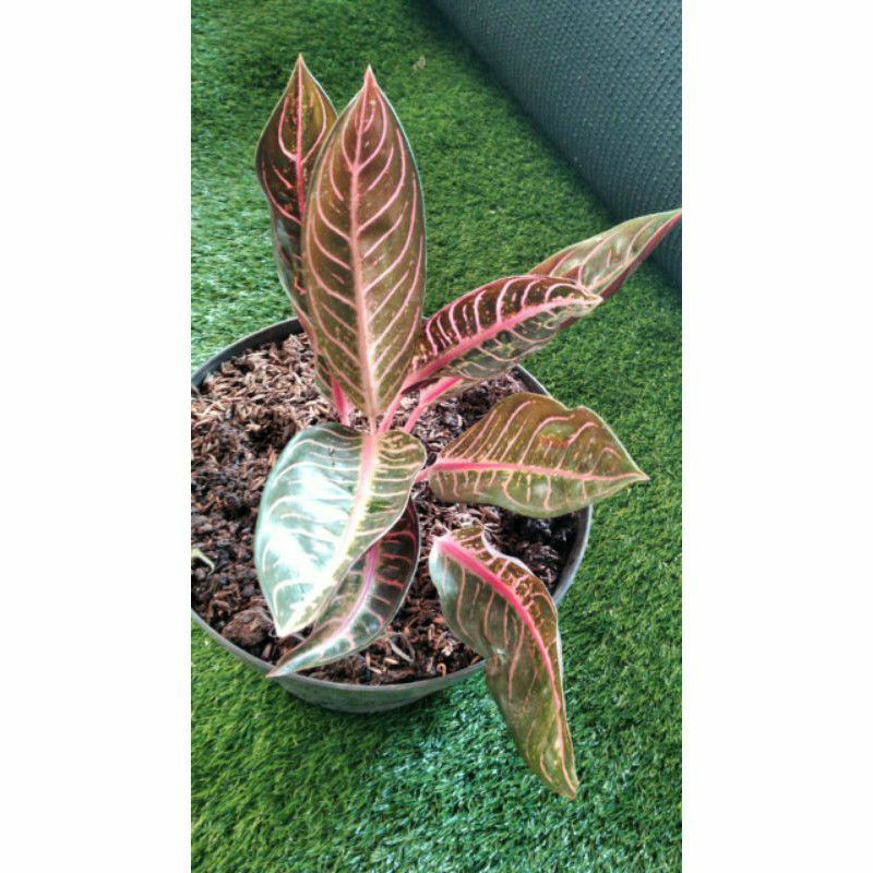 aglonema red sumatra ukuran dewasa