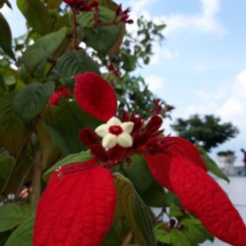 Tanaman bunga nusa indah merah - bibit bunga nusa indah merah