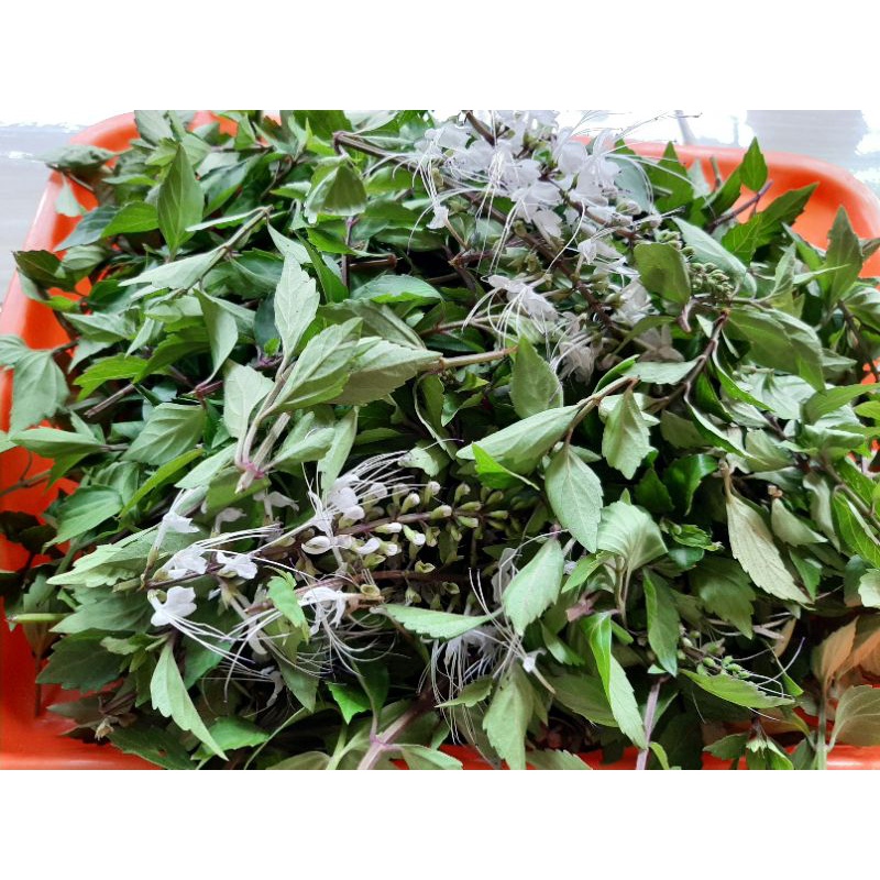 

Daun Kumis Kucing Segar tanpa batang keras 250 gr