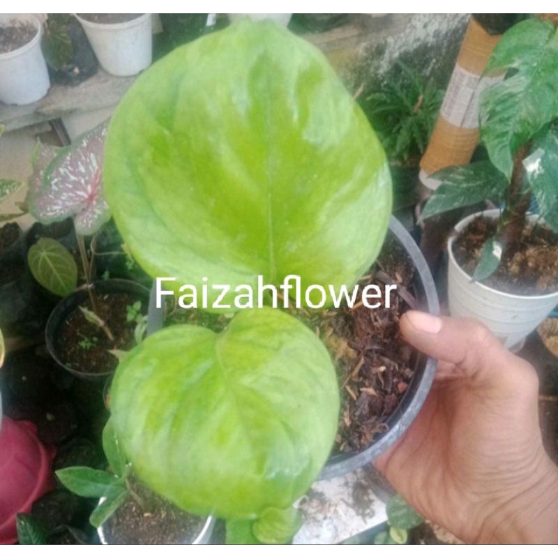 tanaman hias golden manjula/manjula mutasi