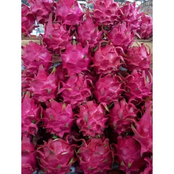 

Buah Naga super gret A1