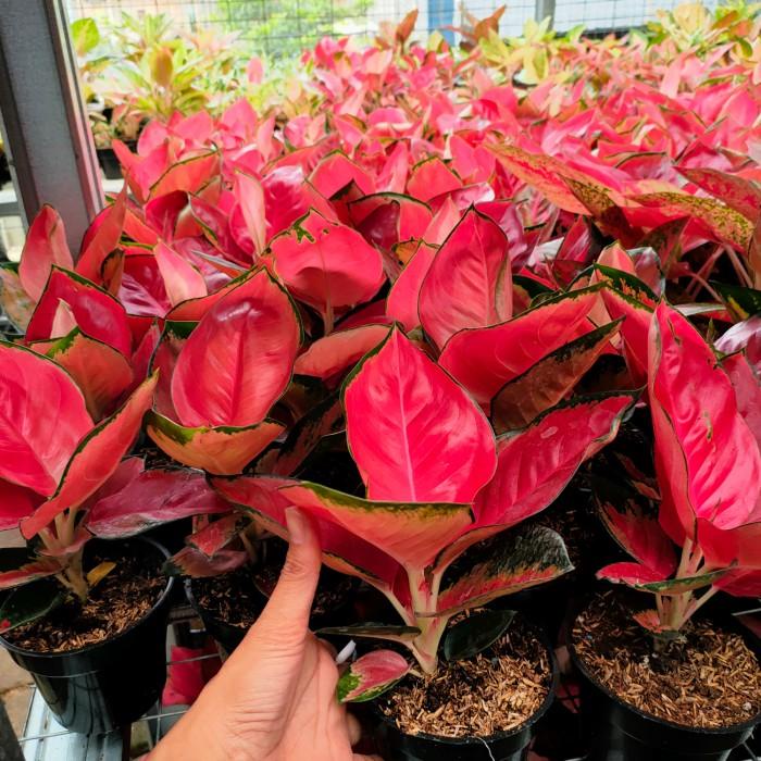 aglonema suksom jaipong SPESIAL JUMBO
