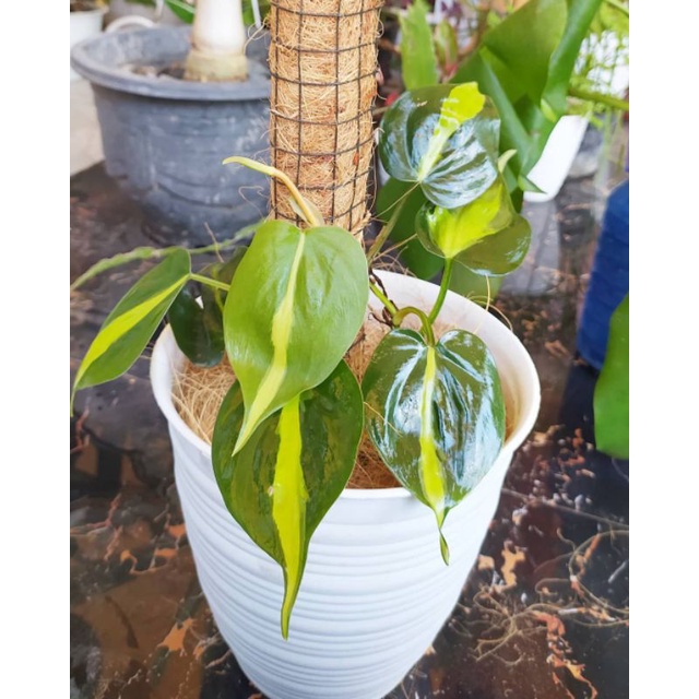 SIRIH BRAZIL VARIEGATA / PHILODENDRON BRAZIL