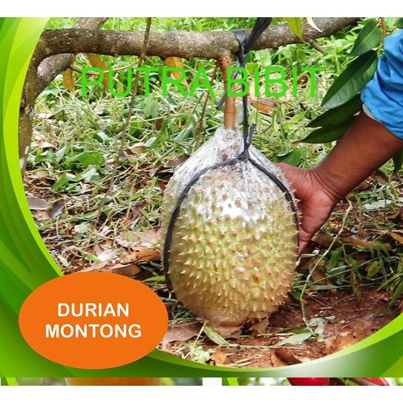 grosir bibit durian montong asli /tanaman durian super