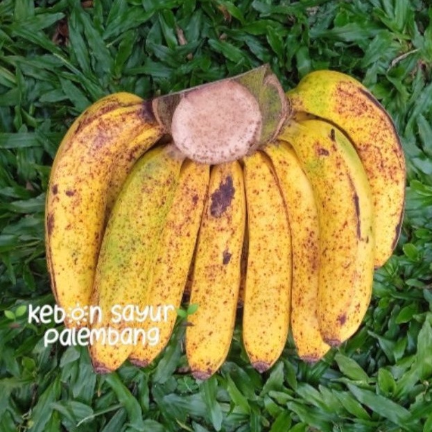 

kebun sayur buah segar pisang barangan 1 sisir