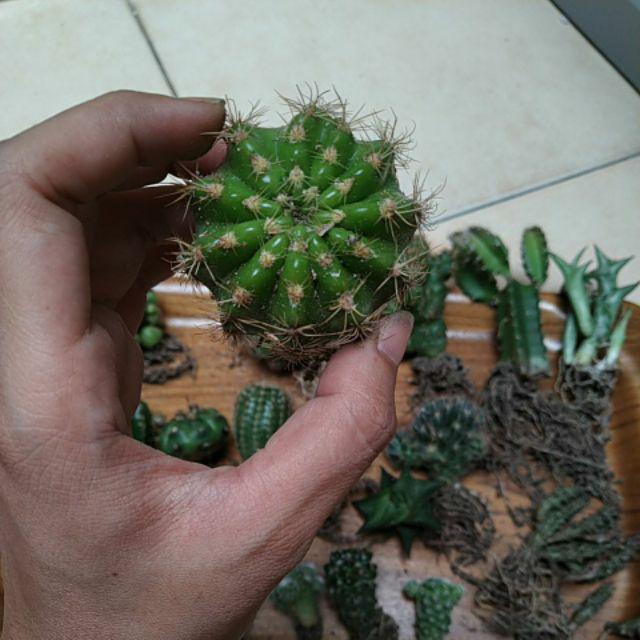 Kaktus Dan Sekulen ( Minimal 30 Packs )