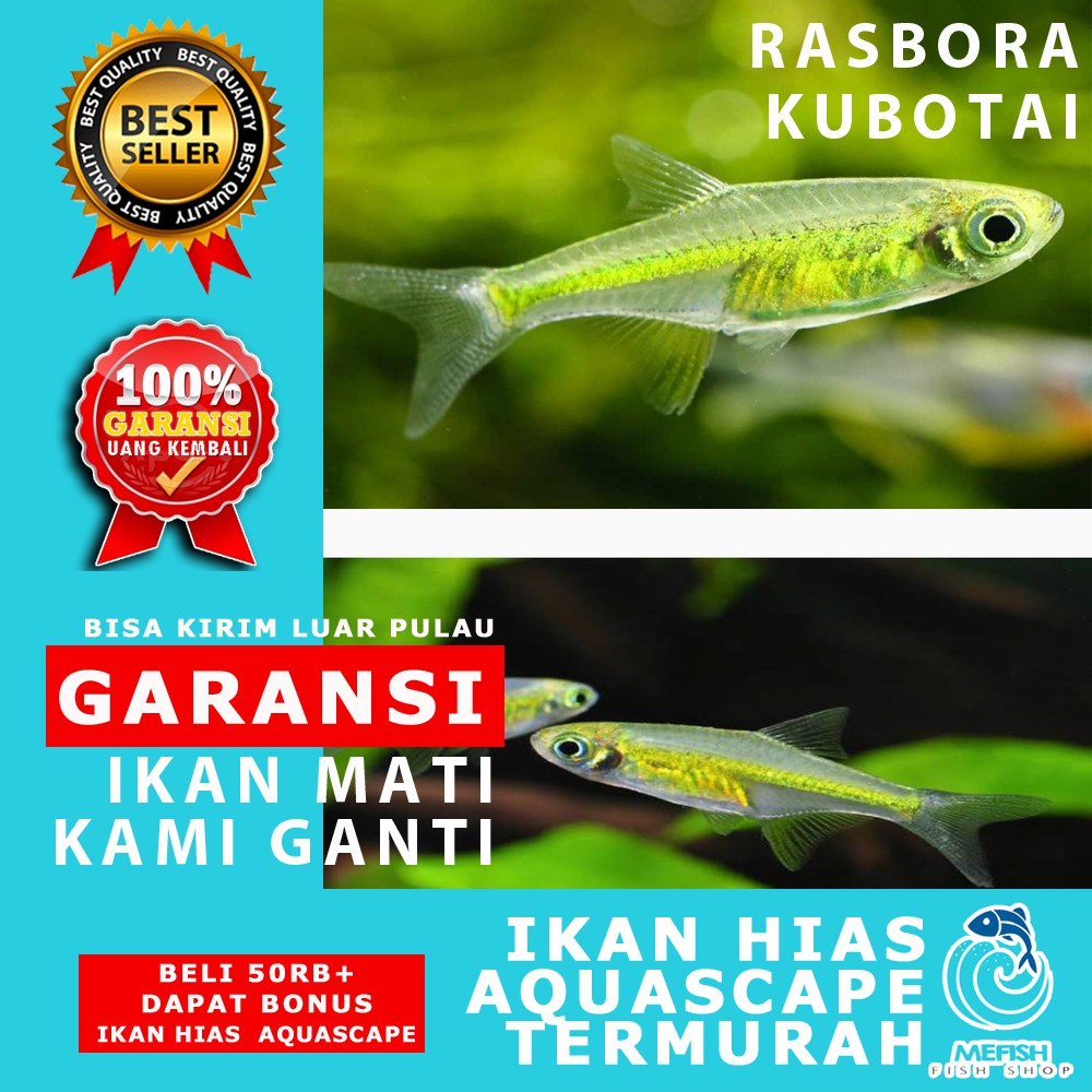 Ikan hias aquascape aquarium air tawar laut - MEFISH_ID - RASBORA KUBOTAI