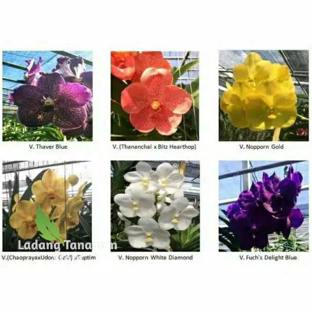 Anggrek vanda dewasa dan spike jumbo