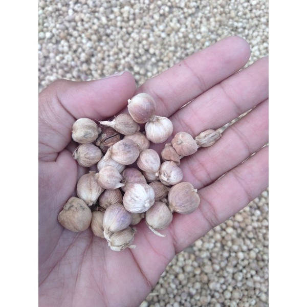 

Kapulaga lokal putih kering 100 gram Tasikmalaya