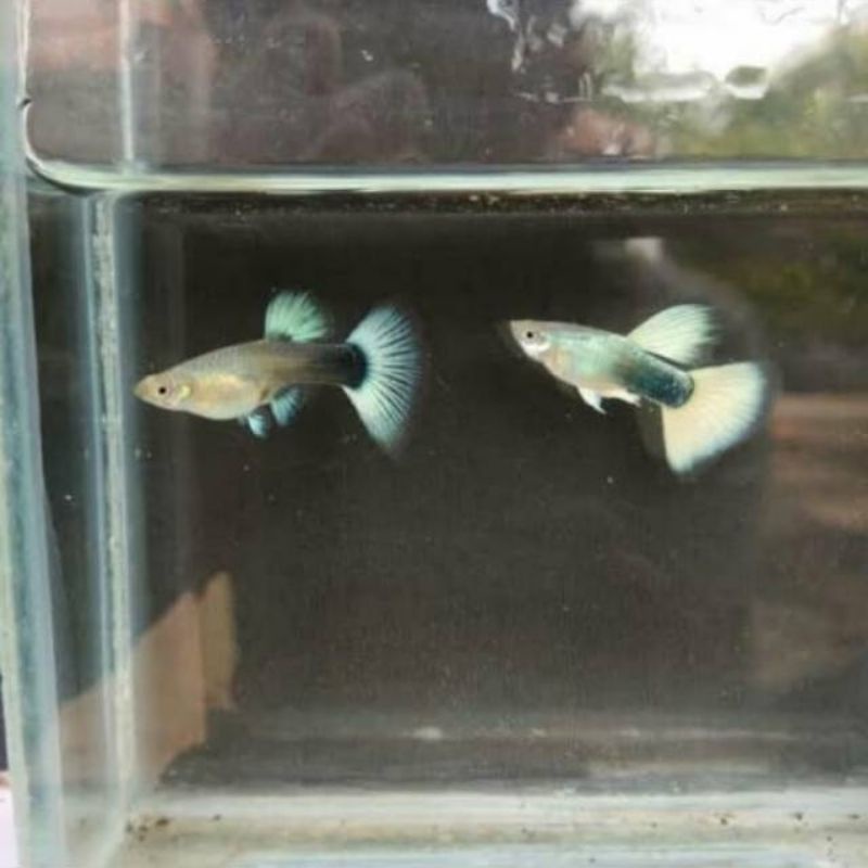 

ikan guppy Hb pastel