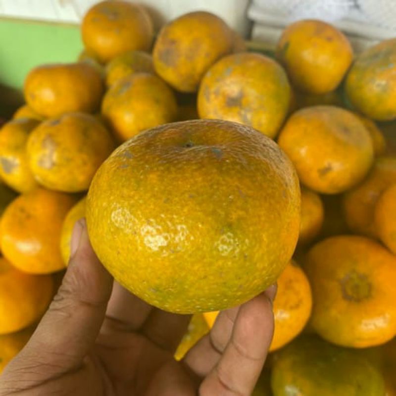 

Buah jeruk medan berastagi super manis