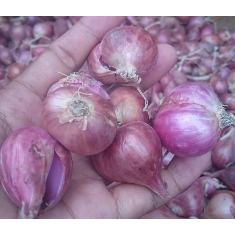 Bawang merah Brebes per 5kg gede rata